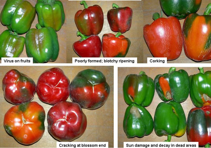 images/1753780932107pepper optical grader.jpg